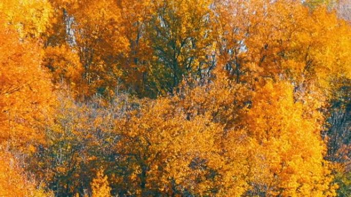 美丽的五彩秋树顶