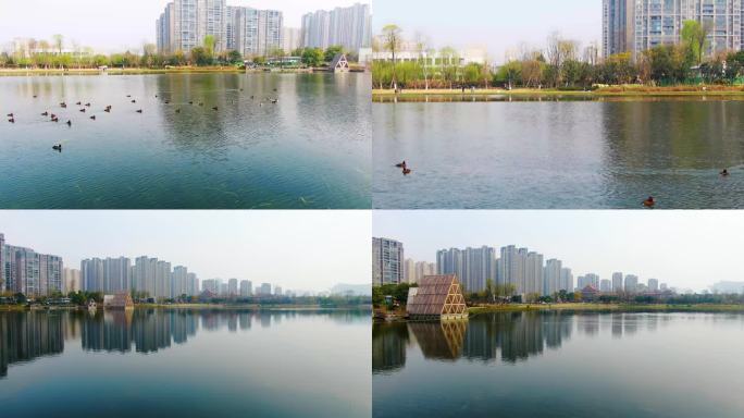 锦城湖春天游动的野鸭子