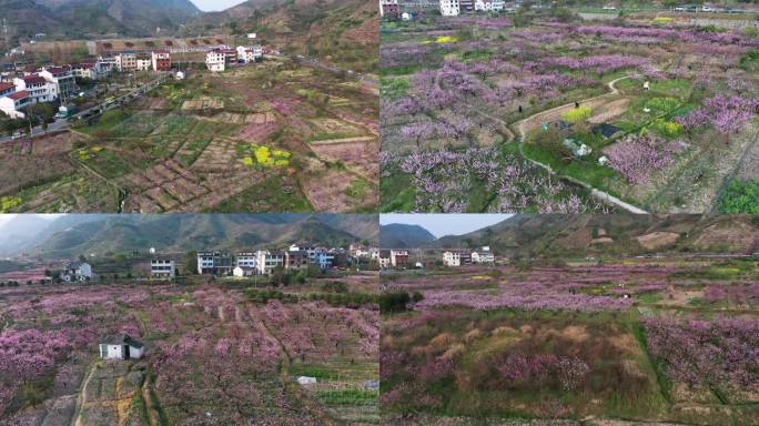 源东桃花浙中桃花源风光航拍