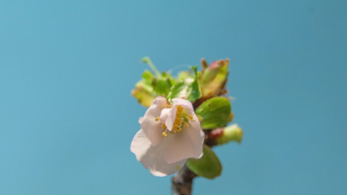 花开延时-白色海棠-4k-原创素材