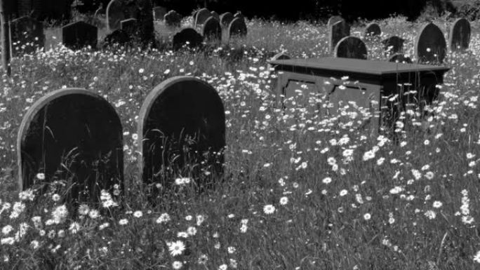 黑色和白色的镜头拍摄了明亮的夏日鲜花在墓碑之间