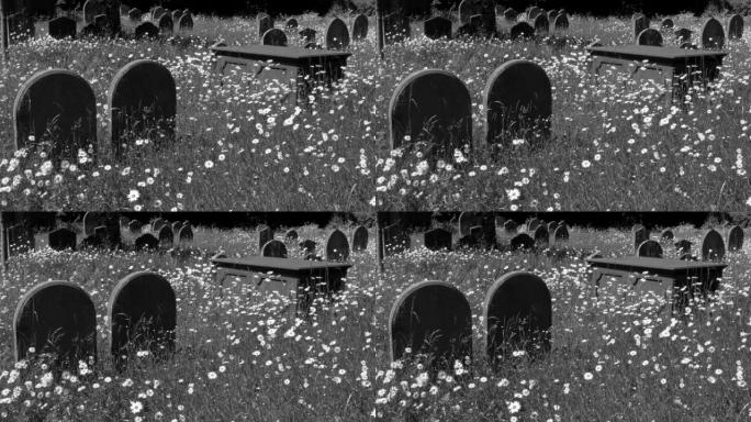 黑色和白色的镜头拍摄了明亮的夏日鲜花在墓碑之间