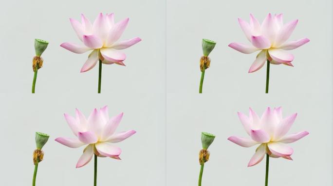 美丽的粉红色莲花和种子荚在风中摇曳，孤立在白色背景上，4k b滚动镜头。