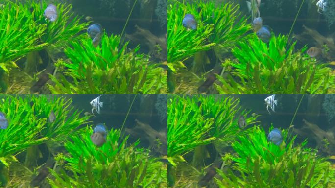 水藻鱼-3