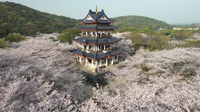 原创 江苏无锡太湖鼋头渚樱花谷航拍风光