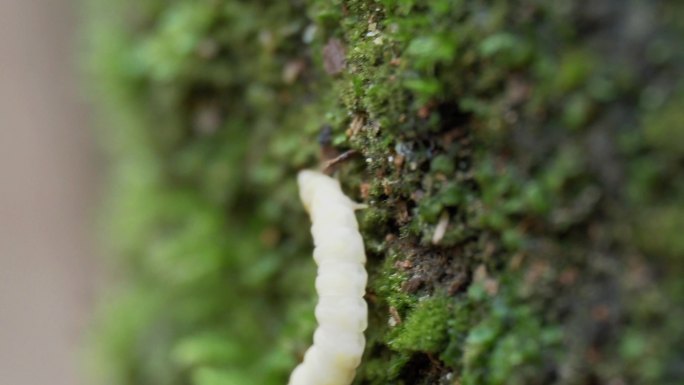 果树上的小白虫子