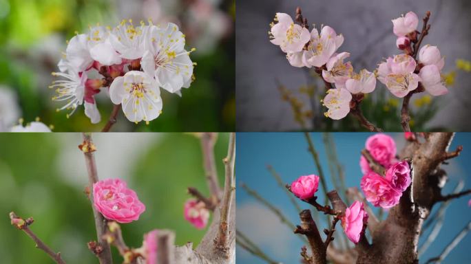 春天百花盛开