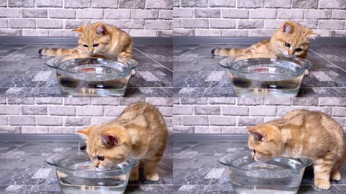 从玻璃碗里喝的红色姜黄色条纹小猫。灰色砖墙背景