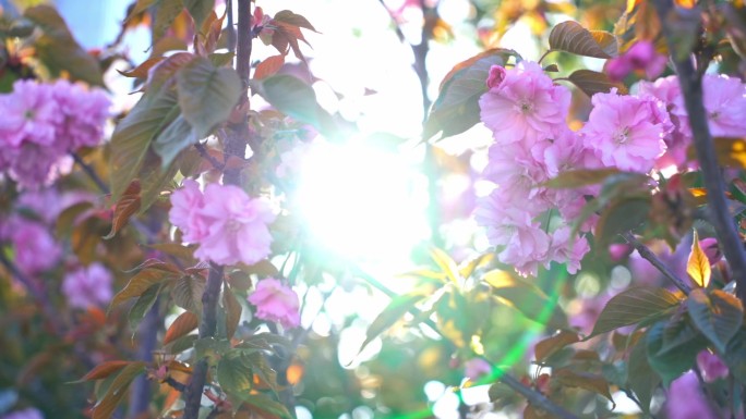 春天的蓝天樱花升格视频