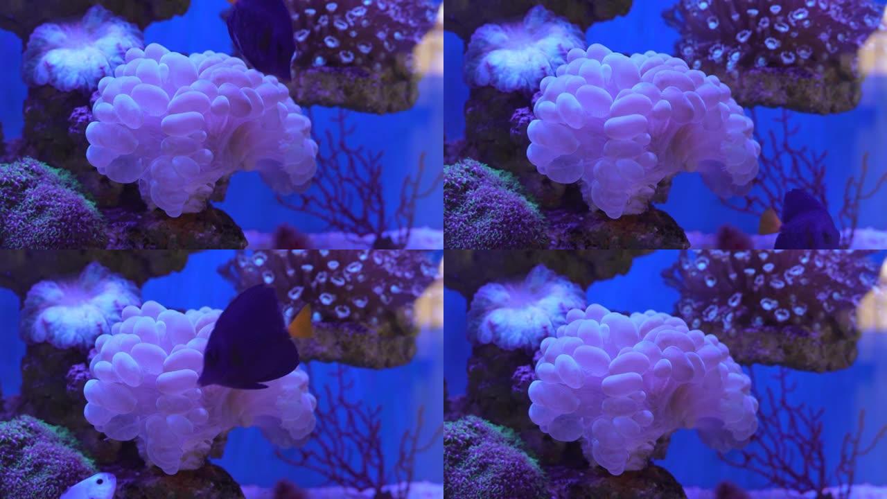 阳光海洋水族馆的珊瑚礁。