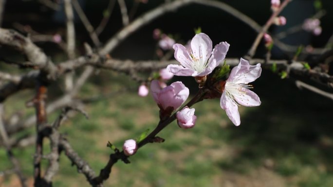 春天的花  春日桃花