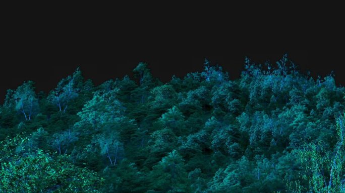 月光森林