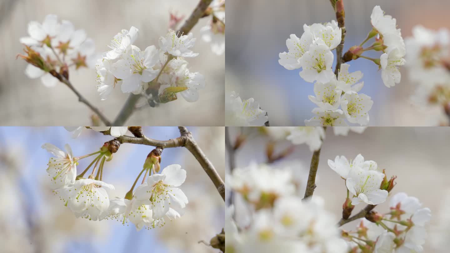 春日樱花 樱桃花 春天的列车 春日