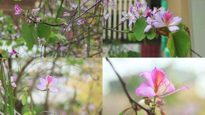 唯美洋紫荆花香港市花红花紫荆红花羊蹄甲