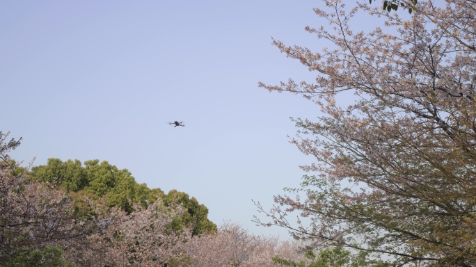 （8K）无人机航拍樱花花开全景