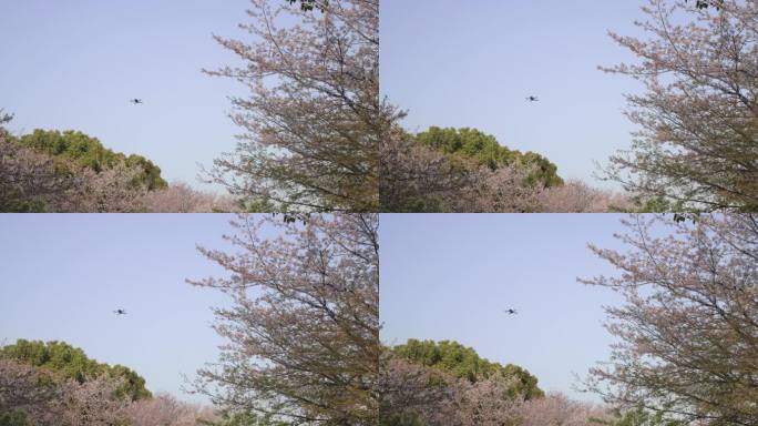 （8K）无人机航拍樱花花开全景