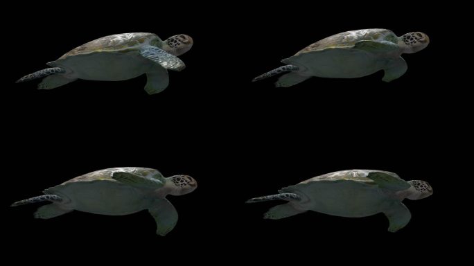 海龟动作3