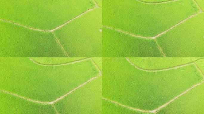 越南绿色水稻梯田的细节，在Lang Son，朝着Bac Son，通过无人机。