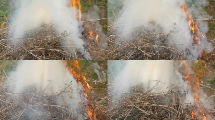 燃烧正在吸烟的干草或干草。火灾和自然保护问题