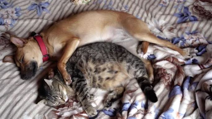 猫和狗。猫和狗在床上拥抱着睡觉。