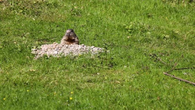 高山旱地，marmota marmota，在一个德国公园