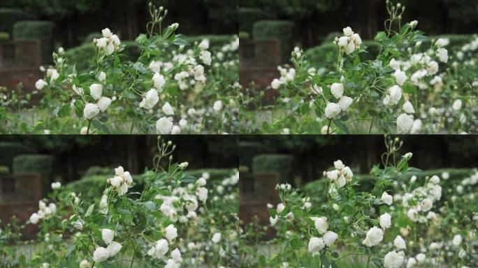 白玫瑰在风中摇曳，纽瓦克，诺丁汉郡，英国