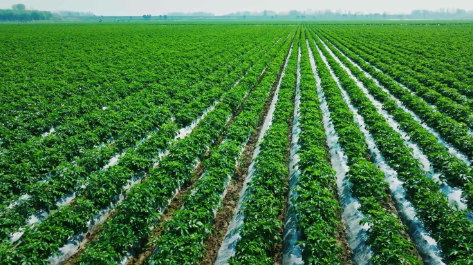 5K万亩马铃薯种植基地