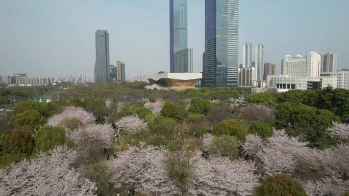 原创 无锡友好园樱花航拍城市地标建筑风光