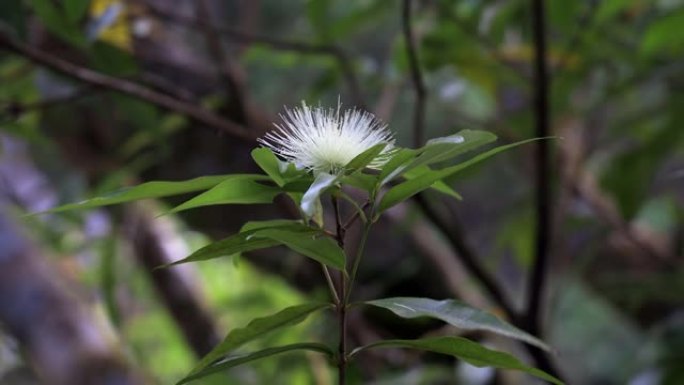 留尼汪岛上美丽的植物和白花