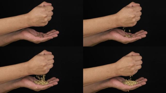 人的手在手掌中握着并倒入一堆大麦种子。