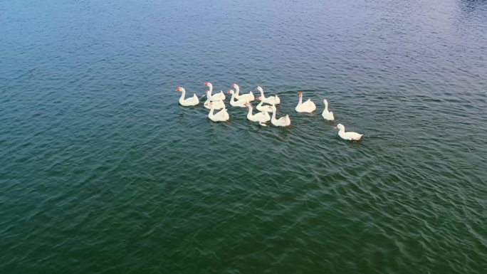 纯净湖面一群白鹅游