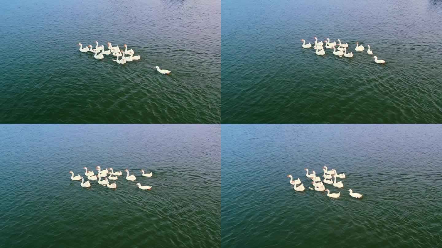 纯净湖面一群白鹅游