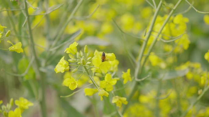 蜜蜂油菜花