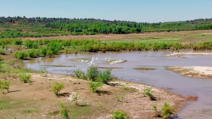 生态 候鸟飞过 飞跃 湿地 北方