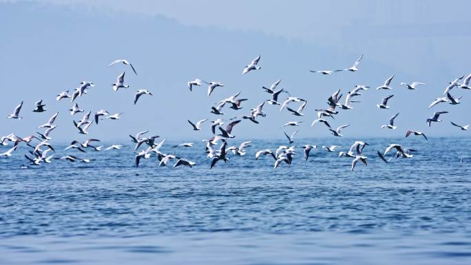 海鸥飞翔升格慢动作