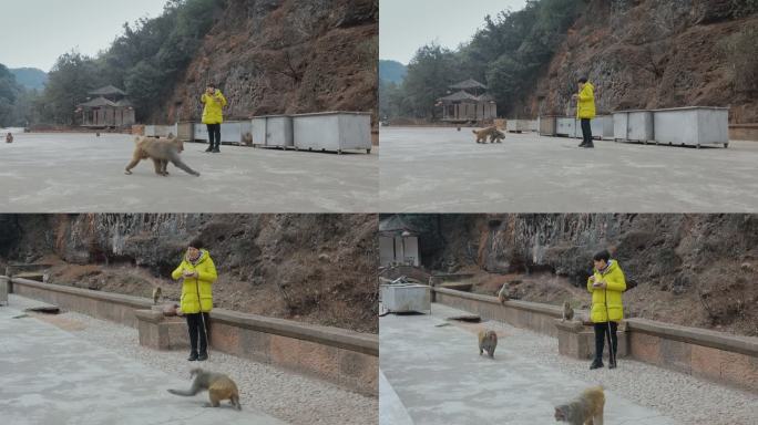 云南旅游大理剑川石宝山路边投喂猴子游客