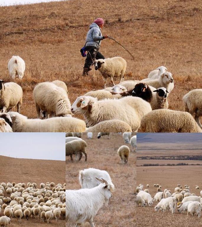 4K牧羊人放羊竖屏