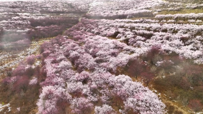 雪后桃花林