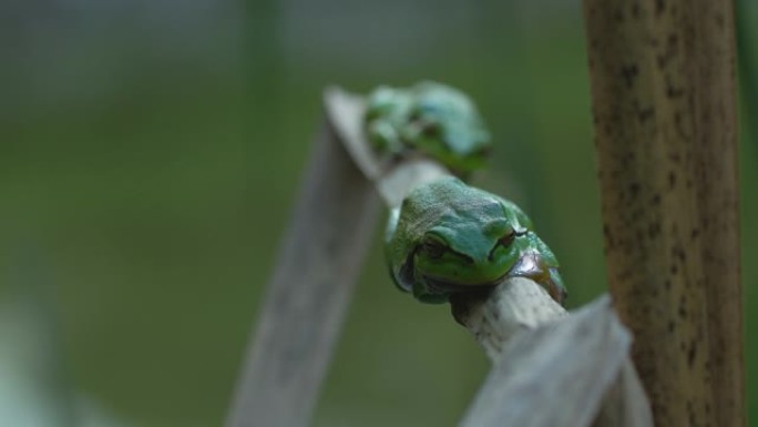 在繁殖季节，欧洲树蛙 (Hyla arborea) 的雄性群体坐在干燥的蒲公叶上等待雌性。绿色米色对