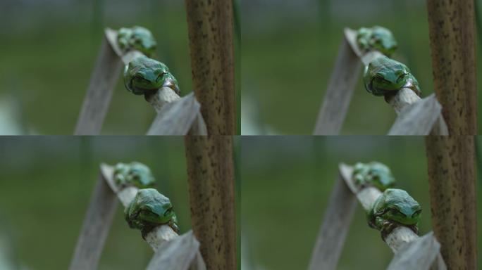 在繁殖季节，欧洲树蛙 (Hyla arborea) 的雄性群体坐在干燥的蒲公叶上等待雌性。绿色米色对