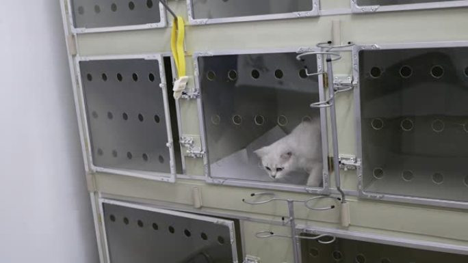 消毒前兽医诊所笼子里的猫