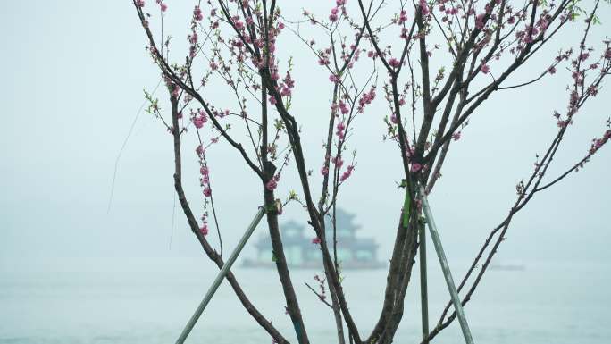 杭州西湖春天清明节雨天花与游船