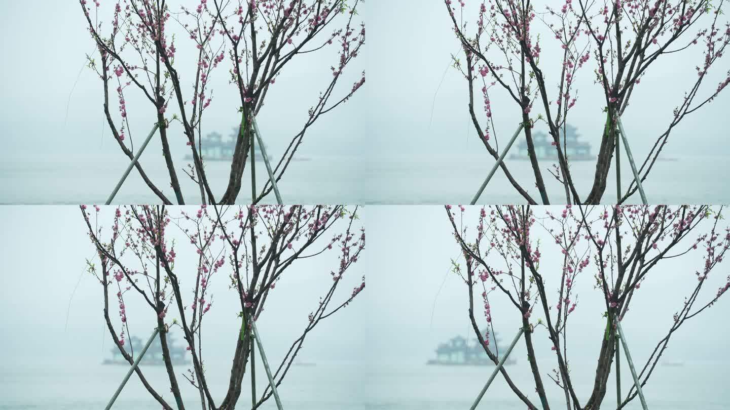 杭州西湖春天清明节雨天花与游船