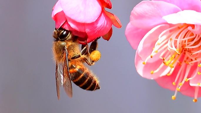 桃花林桃花盛开吸引蜜蜂花间忙碌吮吸花蜜