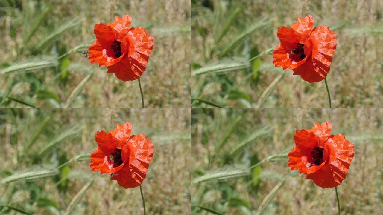 红色罂粟花浅底带一对蜜蜂4k视频