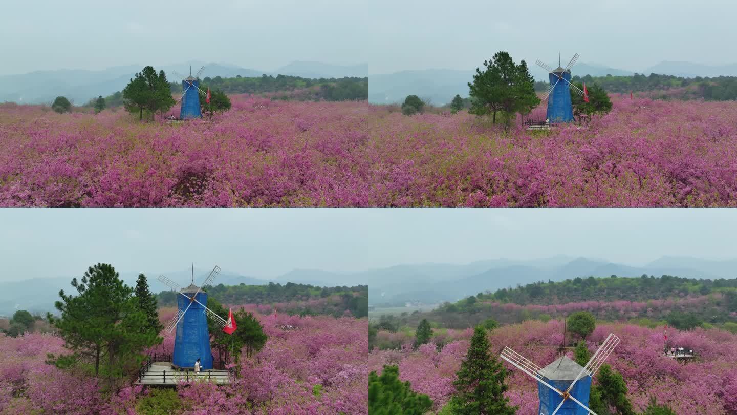 湖南衡阳常宁百万樱花园