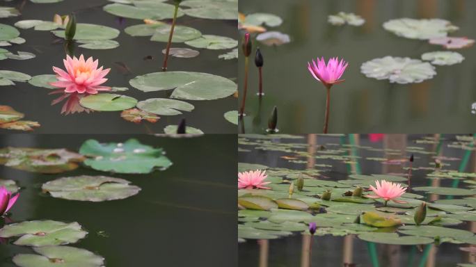 清新唯美粉红色睡莲子午莲莲花荷花苞