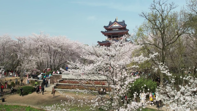 原创 江苏无锡太湖鼋头渚樱花谷航拍风光