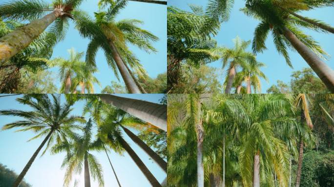 热带植物椰子树海南三亚西双版纳