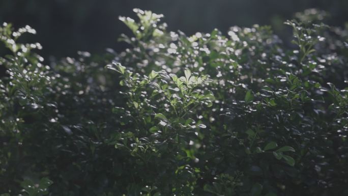 夏天阳光照射下树叶随风飘动特写空镜